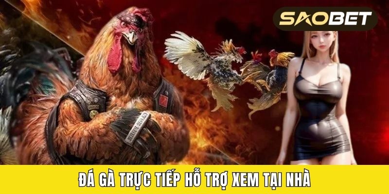 Đá gà trực tiếp hỗ trợ xem tại nhà