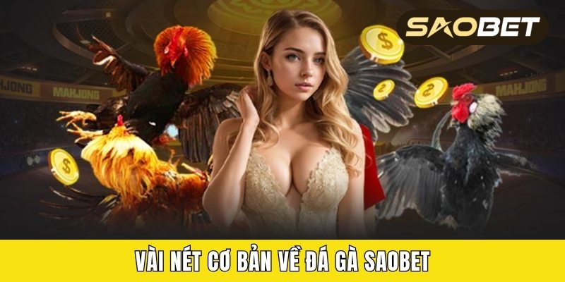 Vài nét cơ bản về đá gà Saobet